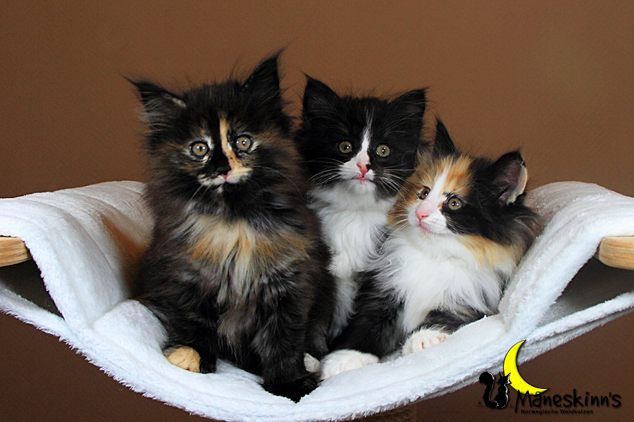 Wurf R (49 Tage alt)