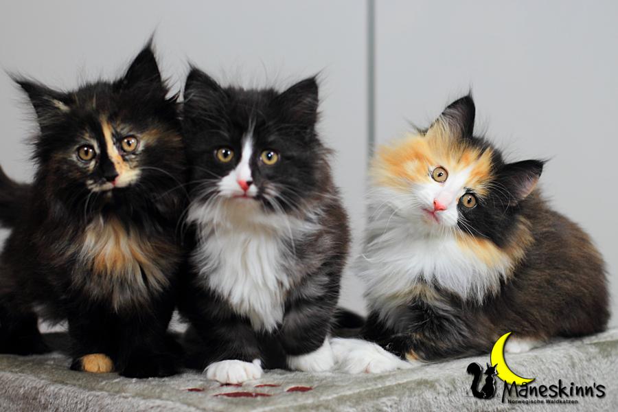 Wurf R (57 Tage alt)