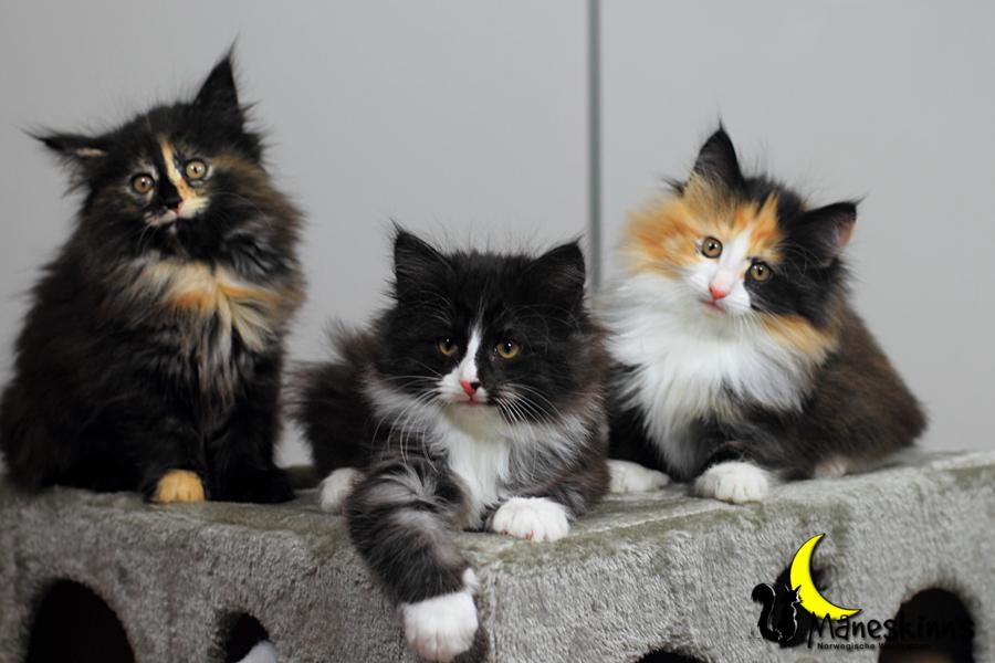 Wurf R (57 Tage alt)