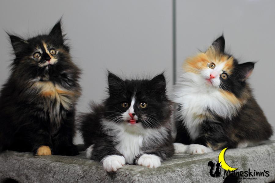 Wurf R (57 Tage alt)