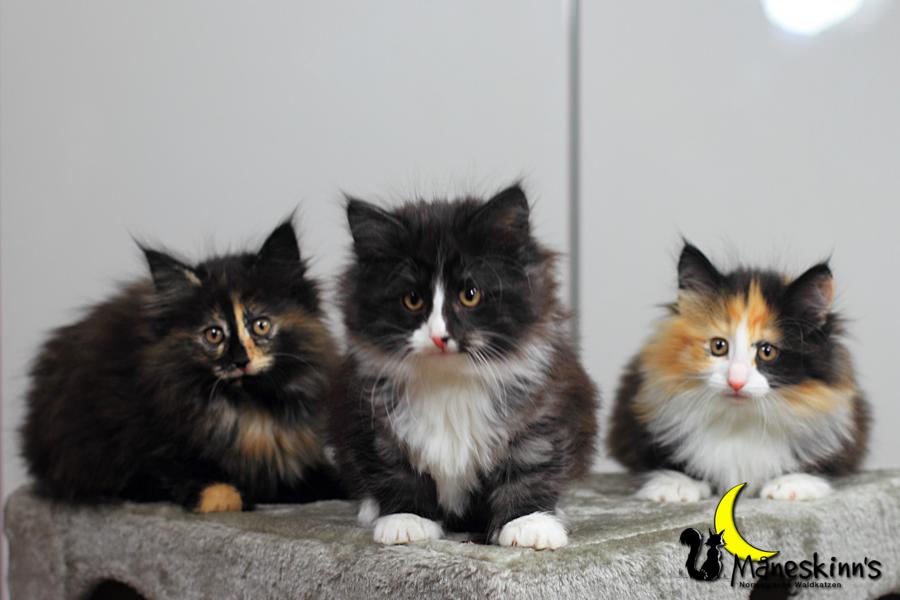 Wurf R (57 Tage alt)