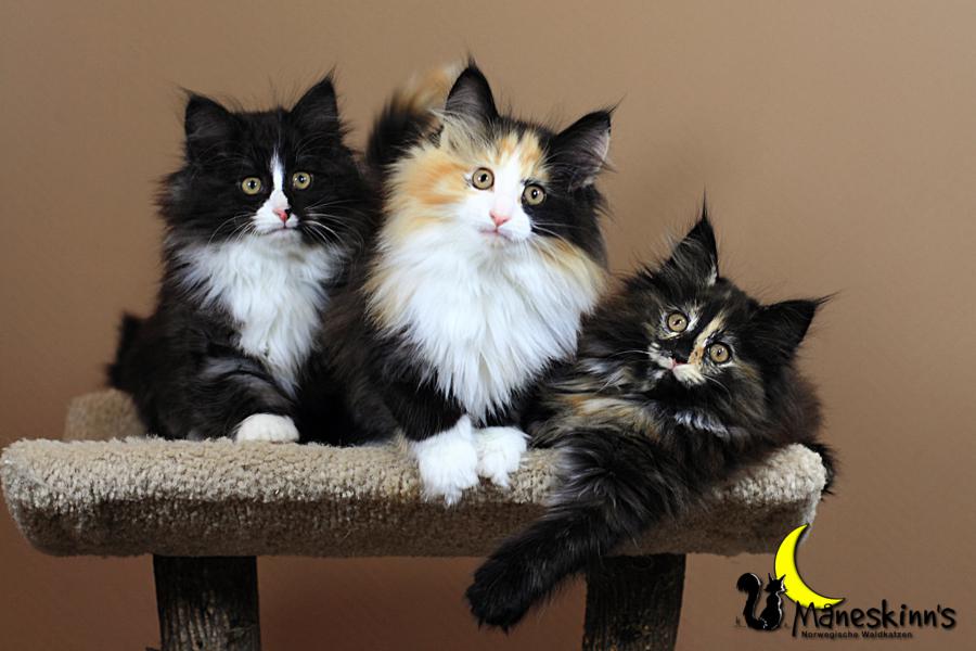 Wurf R (70 Tage alt)