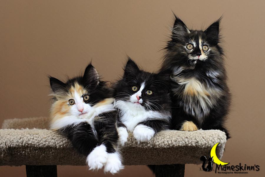 Wurf R (70 Tage alt)