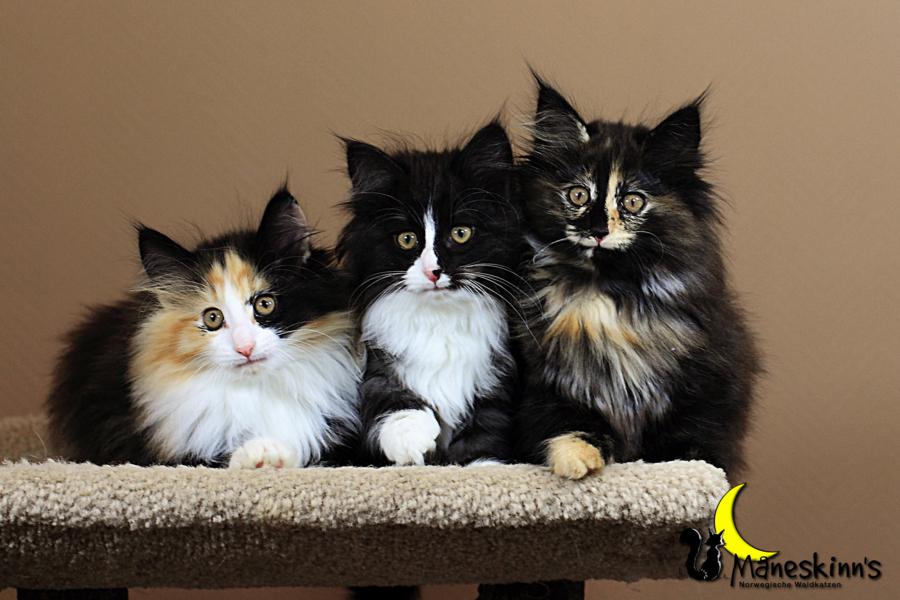 Wurf R (70 Tage alt)