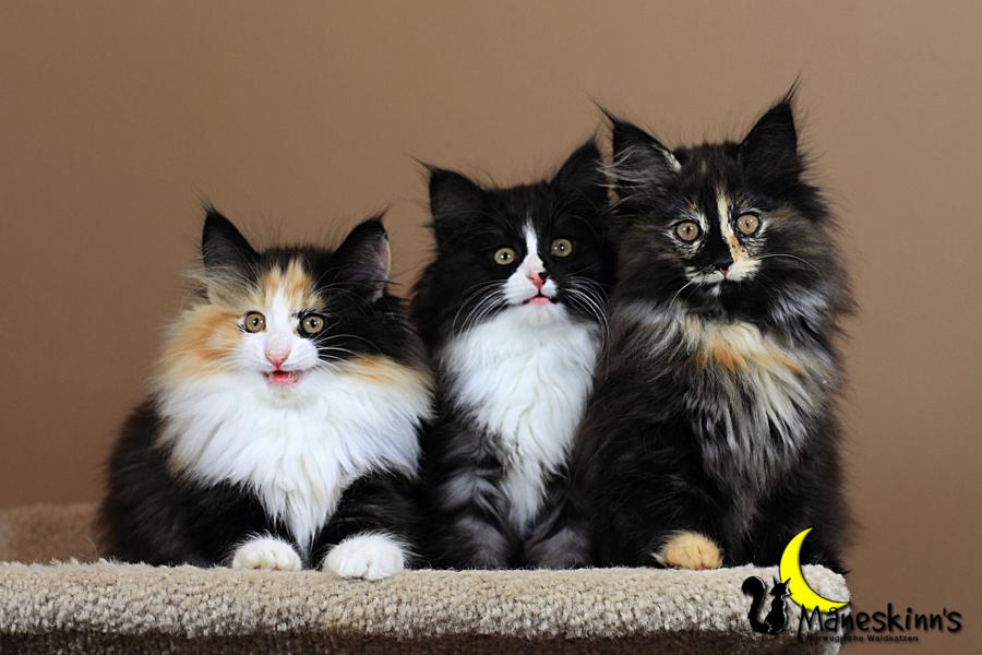 Wurf R (70 Tage alt)