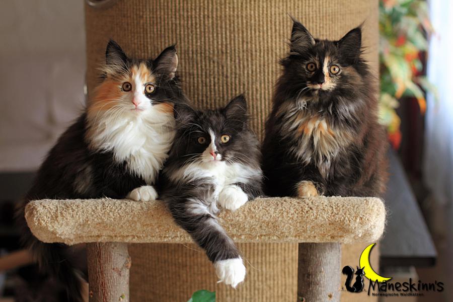 Wurf R (77 Tage alt)