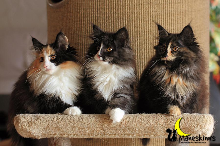 Wurf R (77 Tage alt)