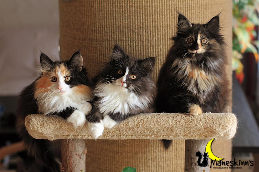 Wurf R (77 Tage alt)