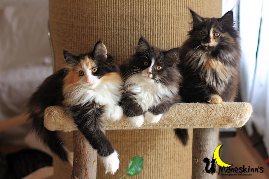 Wurf R (77 Tage alt)