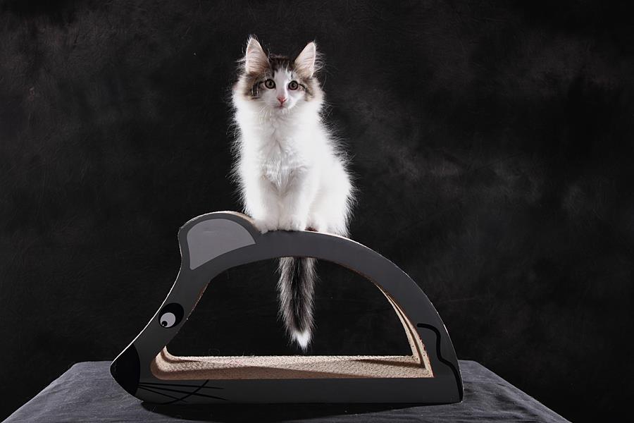 Sandor (77 Tage alt)