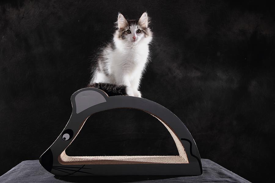 Sandor (77 Tage alt)