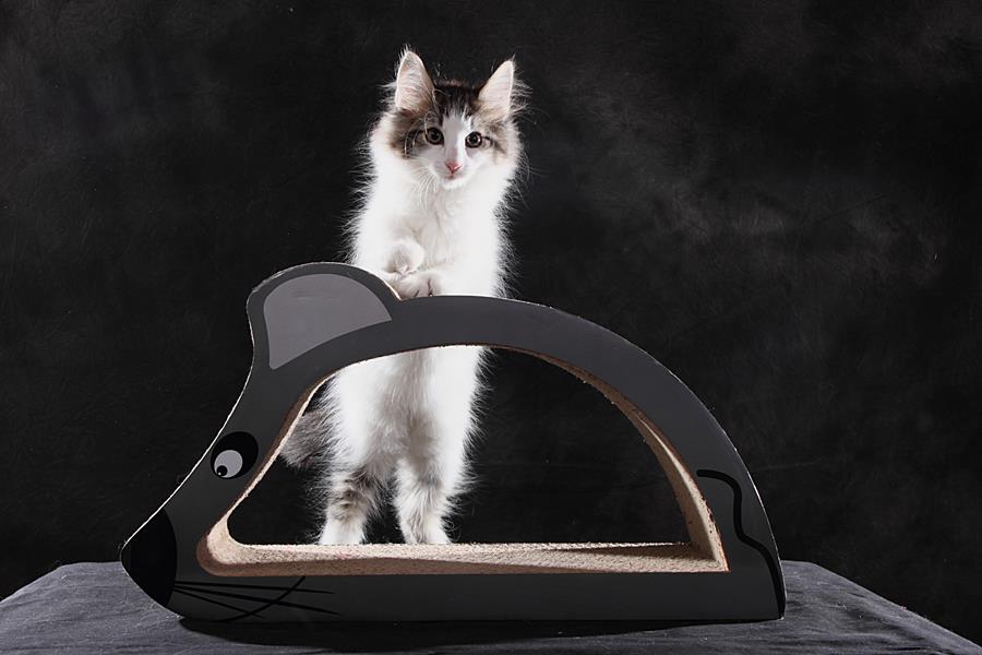 Sandor (77 Tage alt)