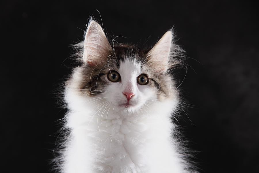 Sandor (77 Tage alt)