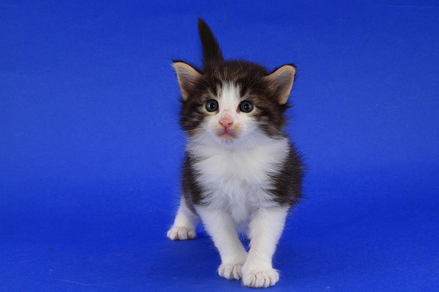 Sigvard (28 Tage alt)