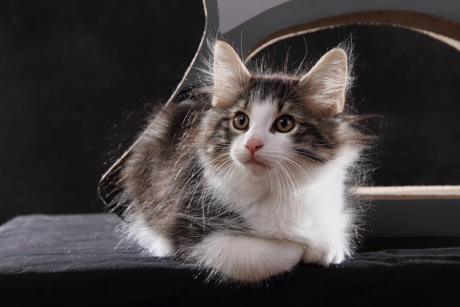 Sigvard (77 Tage alt)