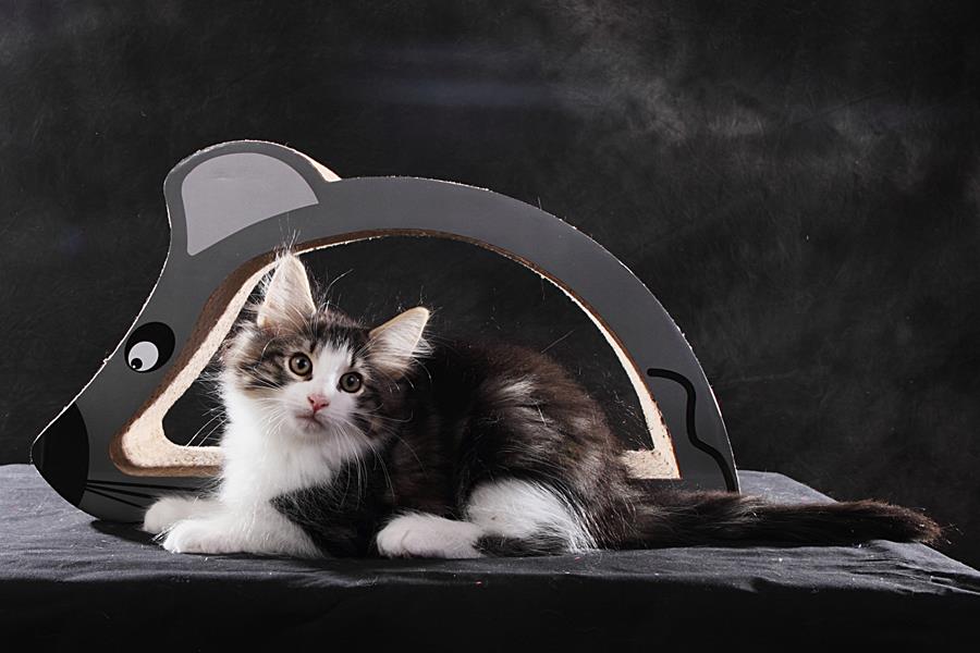 Sigvard (77 Tage alt)