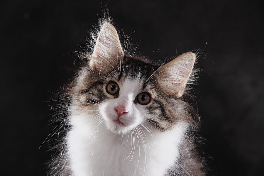 Sigvard (77 Tage alt)