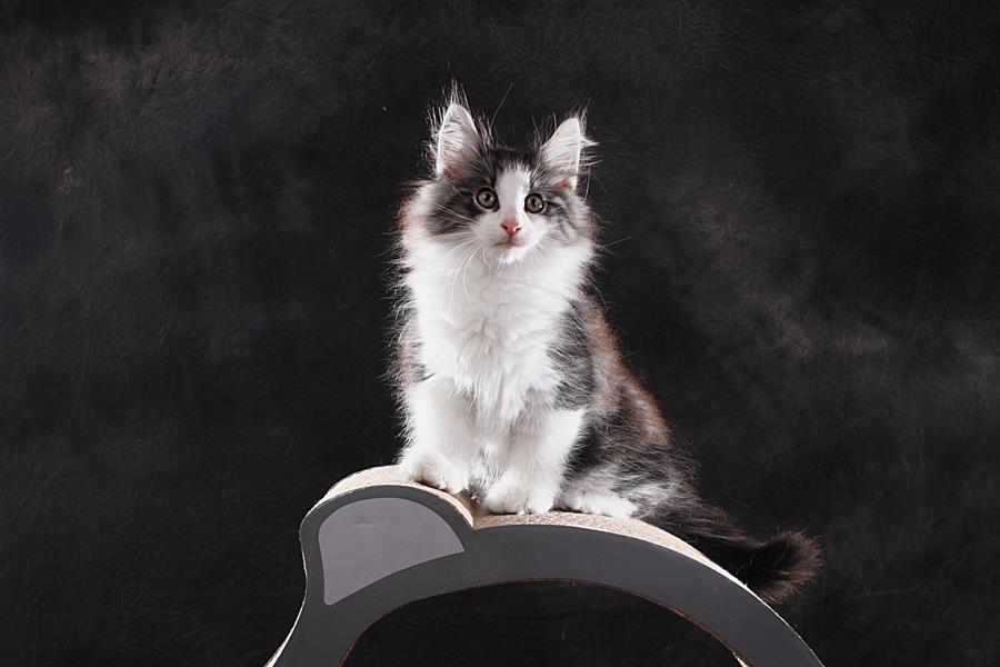 Snorre (77 Tage alt)