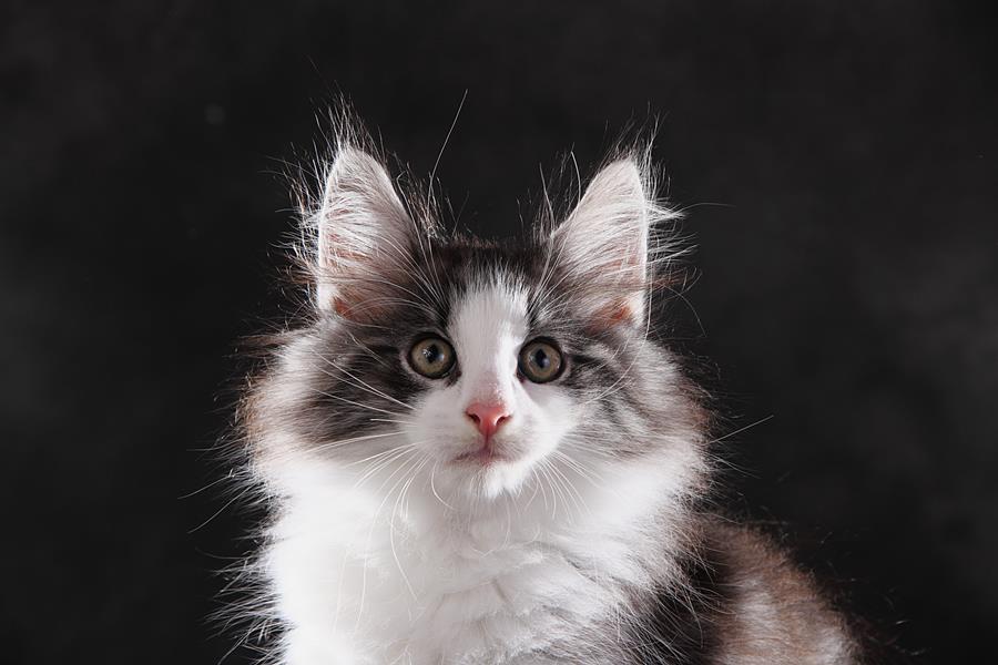 Snorre (77 Tage alt)