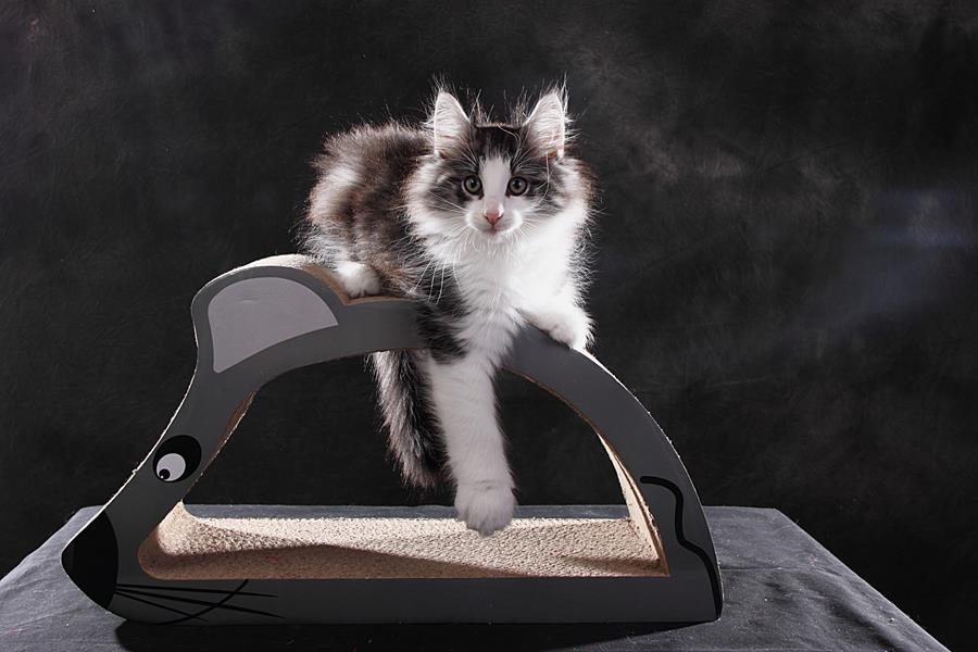 Snorre (77 Tage alt)