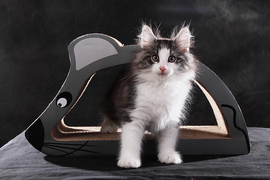 Snorre (77 Tage alt)