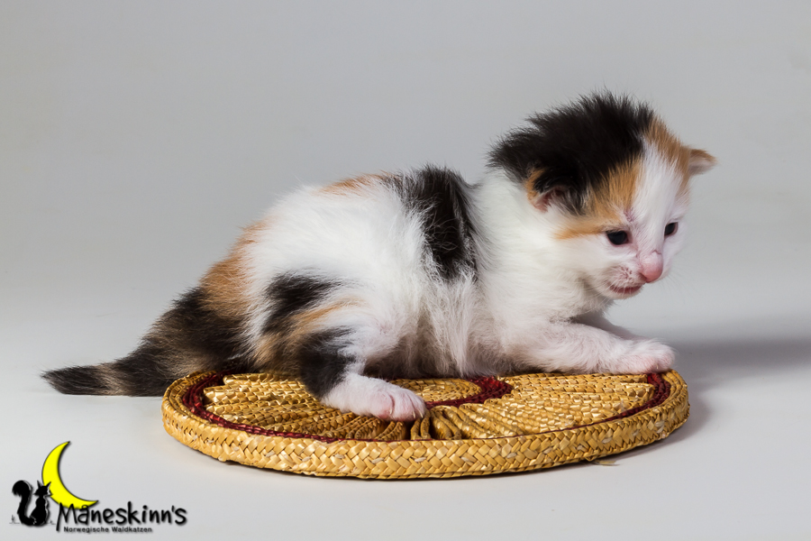 Thekla (14 Tage alt)