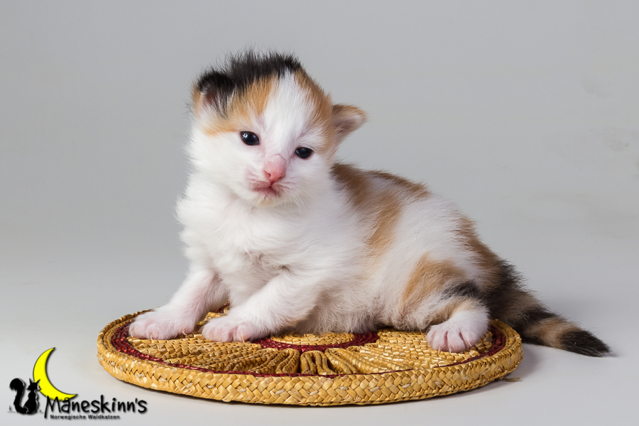 Thekla (14 Tage alt)