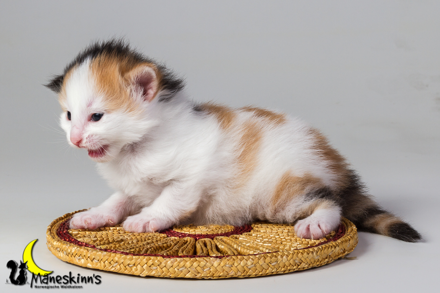 Thekla (14 Tage alt)