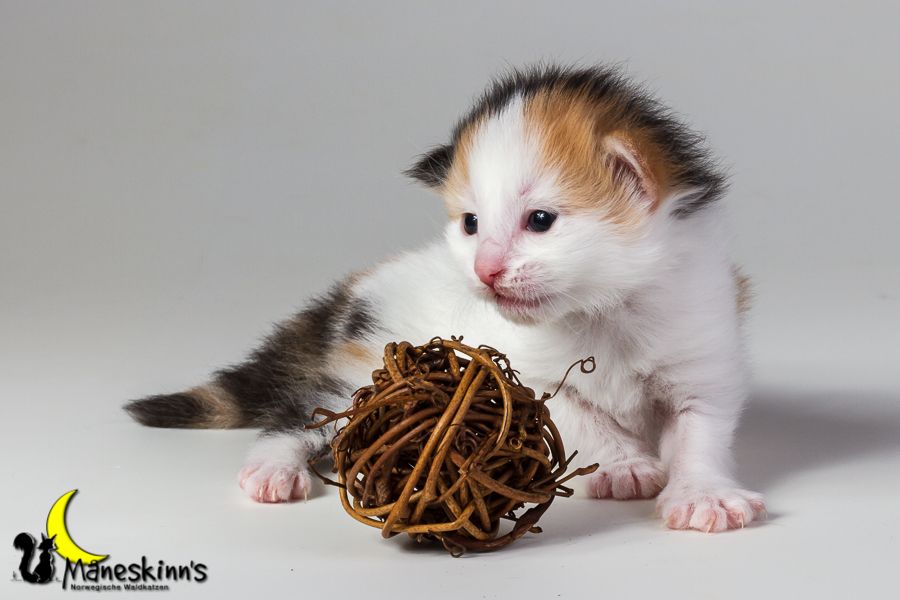 Thekla (14 Tage alt)