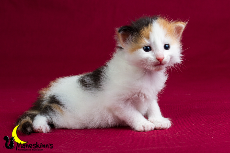 Thekla (21 Tage alt)