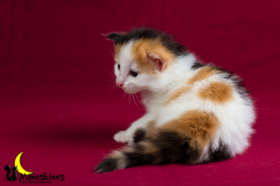 Thekla (21 Tage alt)