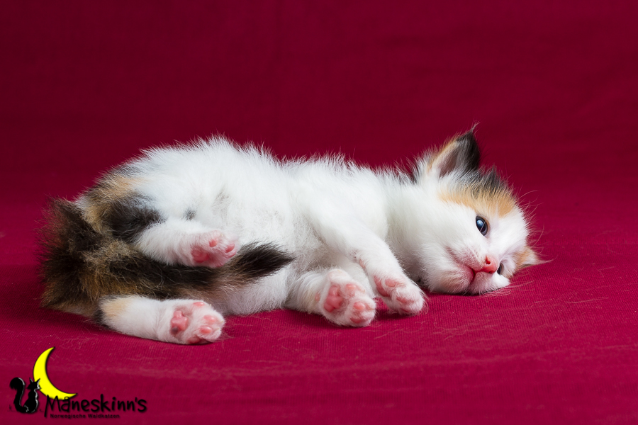 Thekla (21 Tage alt)