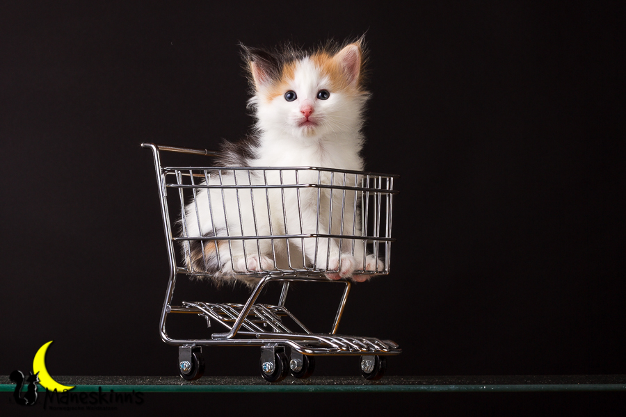 Thekla (28 Tage alt)