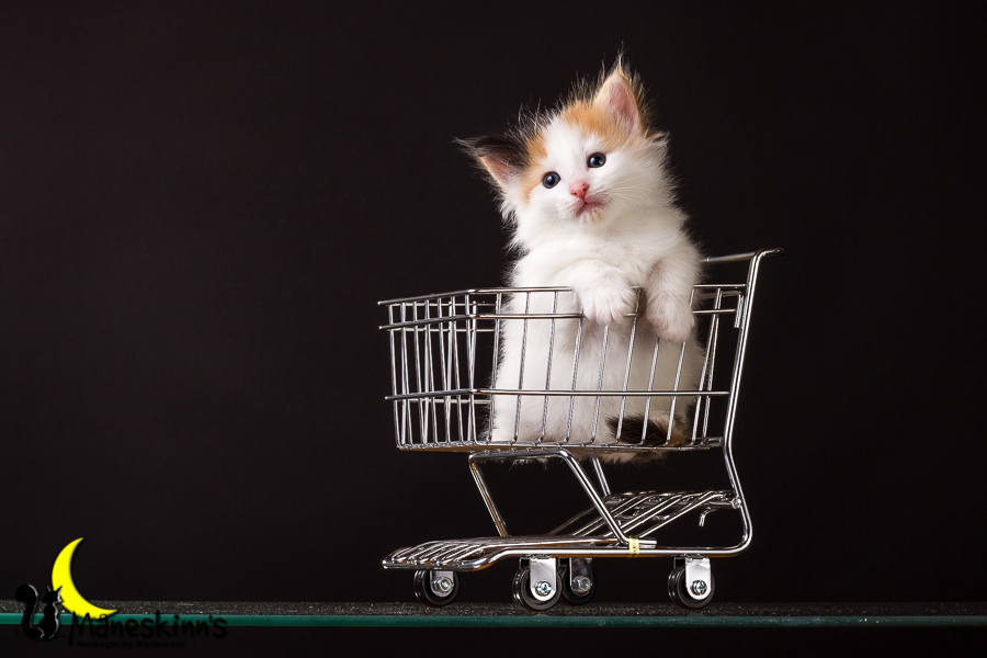 Thekla (28 Tage alt)