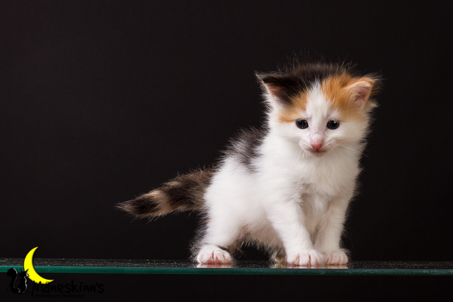 Thekla (28 Tage alt)