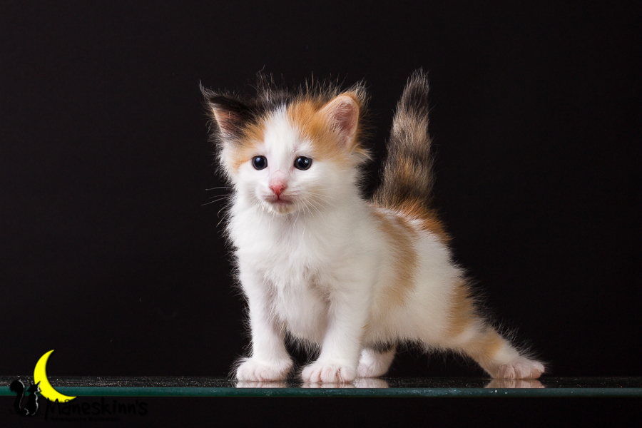 Thekla (28 Tage alt)