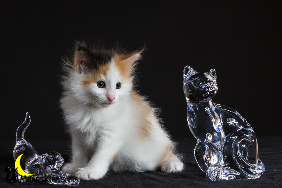 Thekla (35 Tage alt)