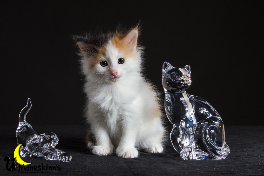 Thekla (35 Tage alt)