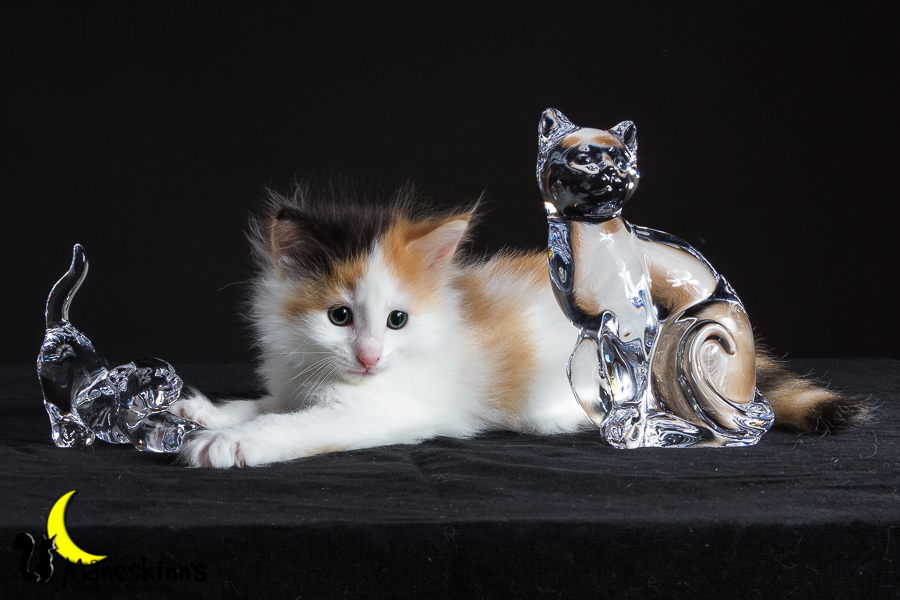 Thekla (35 Tage alt)