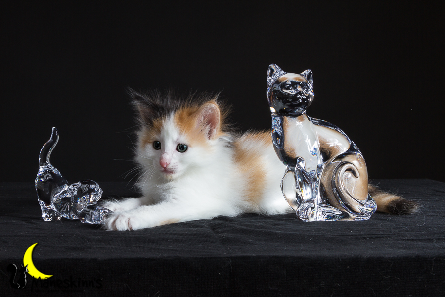 Thekla (35 Tage alt)