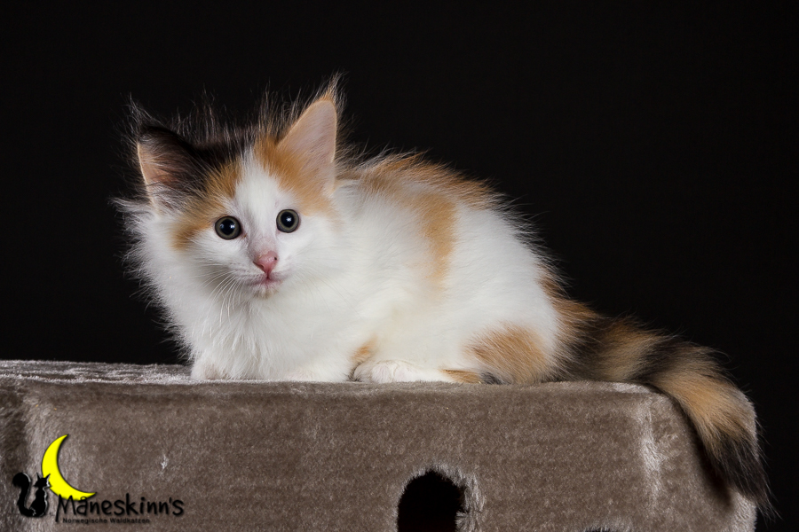 Thekla (42 Tage alt)