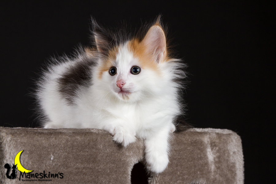 Thekla (42 Tage alt)