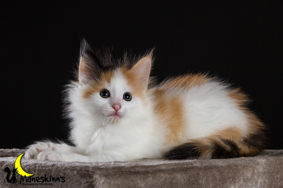 Thekla (42 Tage alt)