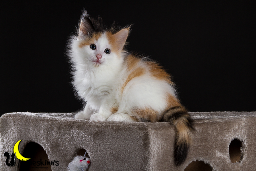 Thekla (42 Tage alt)