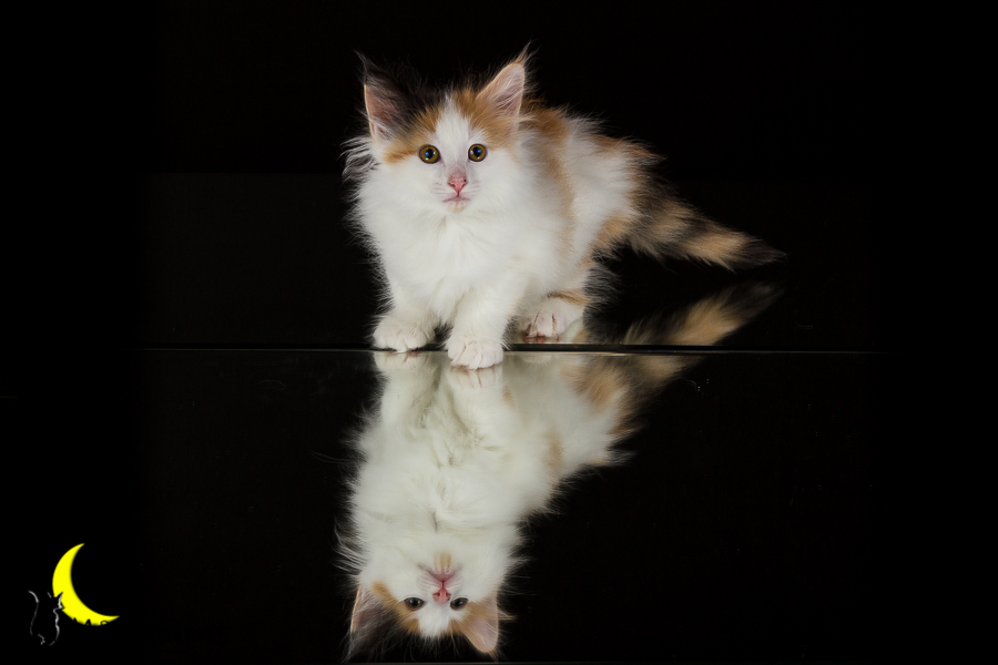 Thekla (49 Tage alt)