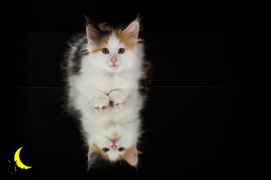 Thekla (49 Tage alt)