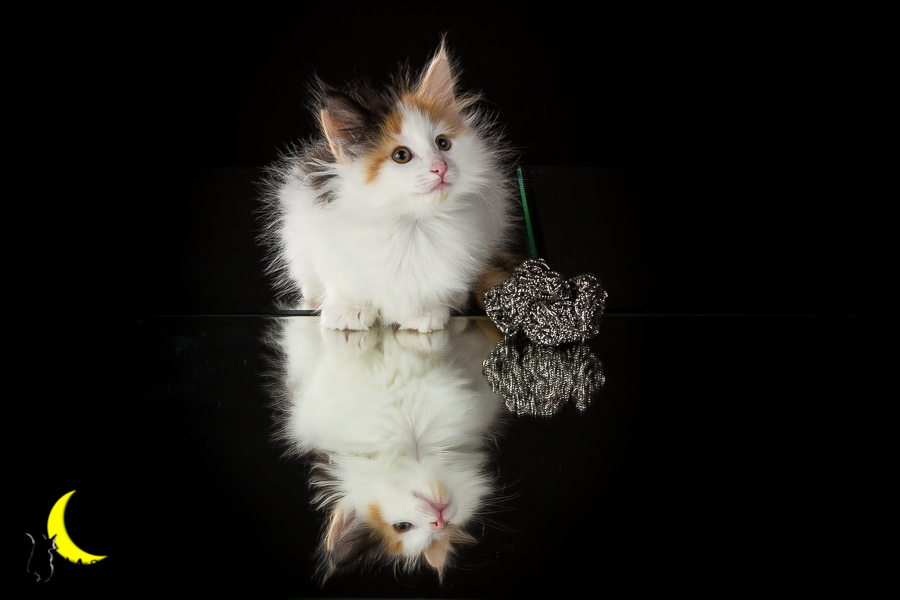 Thekla (49 Tage alt)