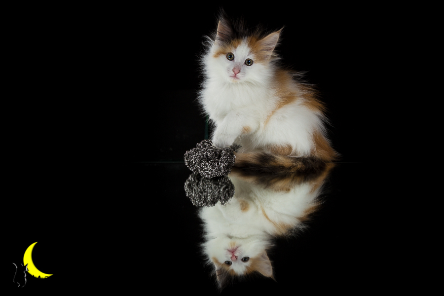 Thekla (49 Tage alt)