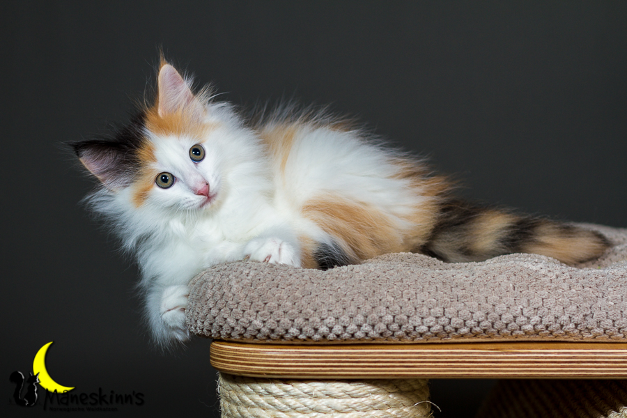 Thekla (56 Tage alt)