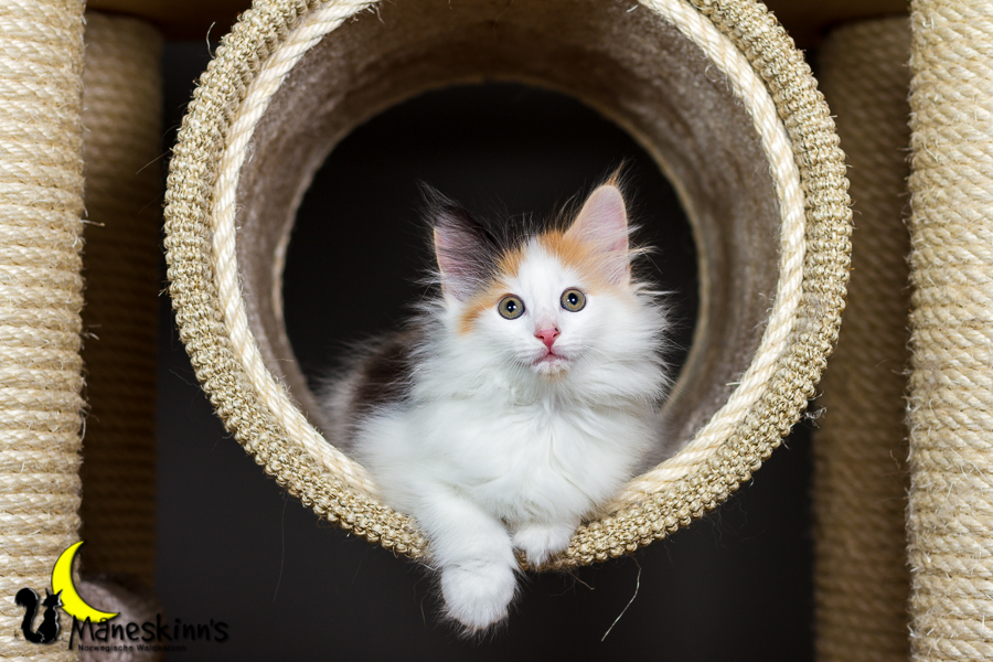 Thekla (56 Tage alt)